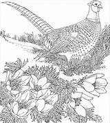 Pheasants Pheasant sketch template
