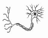 Neurons Neuron Nervous sketch template