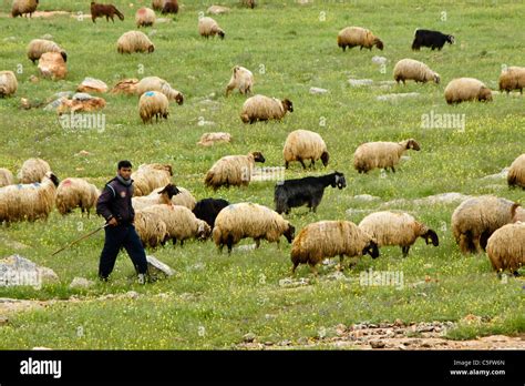 Shepherd Tending Sheep And Goats Grazing In Meadow Central Anatolia