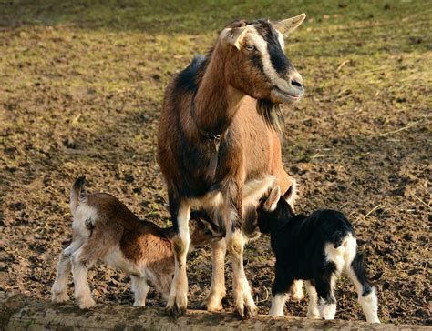 choosing   breed  dairy goat   homestead house