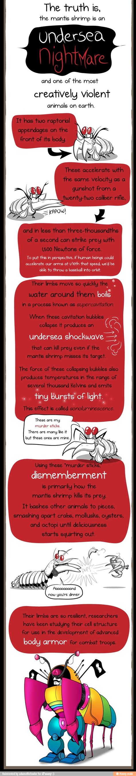 Shrimp The Warrior Ifunny Mantis Shrimp Facts
