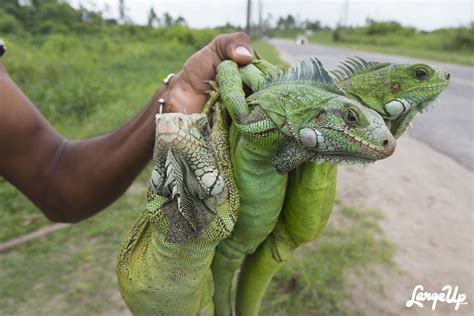 roadside iguana vendors  east bank demerara guyana