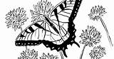 Coloring Swallowtail Butterfly sketch template