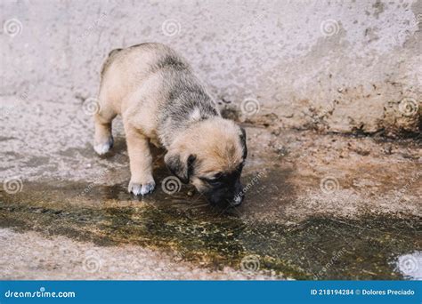 beautiful  cuddly english mastiff puppy drinking water   fountain stock photo image
