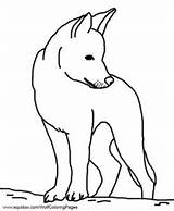 Dingo Colouring Mammals Dog Aboriginal Hubpages Outline Dingoes sketch template