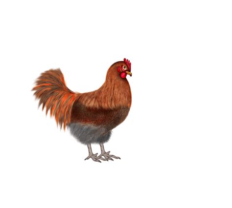 kumpulan animasi gambar bergerak ayam  telur animasi  gambar