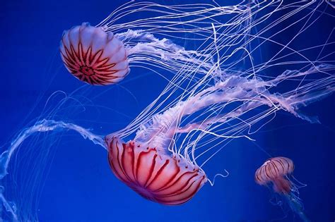 species  jellyfish   worldatlascom