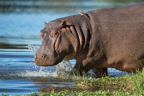 pablo escobars hippos  counteract  legacy  extinctions