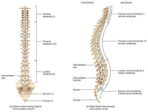 vertebral column skeletal system portfolio