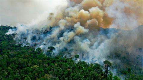amazon forest fire  burning lungs  earth
