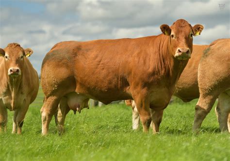 herd  limousin cattle   proud  obeirne