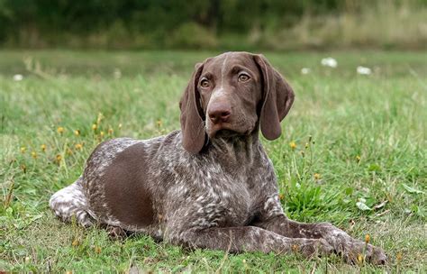 german shorthaired pointer breed guide info pictures care