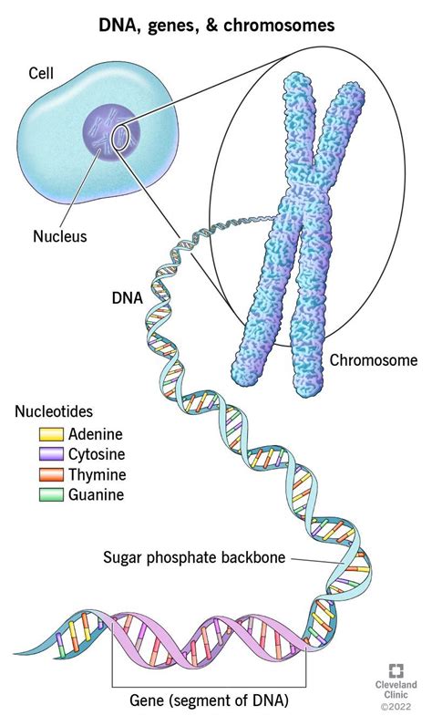 Dna Vs Genes Vs Chromosomes An Overview
