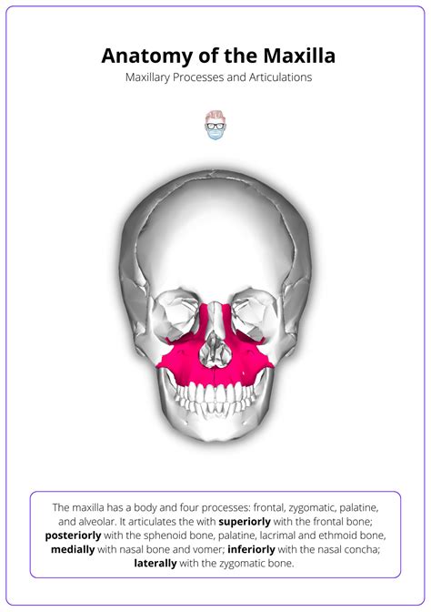 maxillary reconstruction anatomy algorithms classifications
