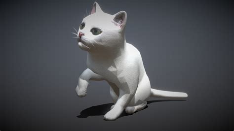 drt white cat buy royalty   model  drtcom dded