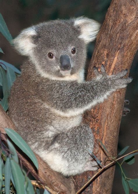 baby koala debuts   la zoo petlvr archives
