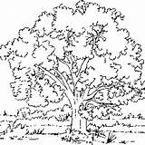 Coloring Tree Elm Designlooter Pages Printable 268px 76kb sketch template
