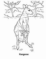 Kangaroo Coloring Pages Animals Printable Wallaby Kids Template sketch template
