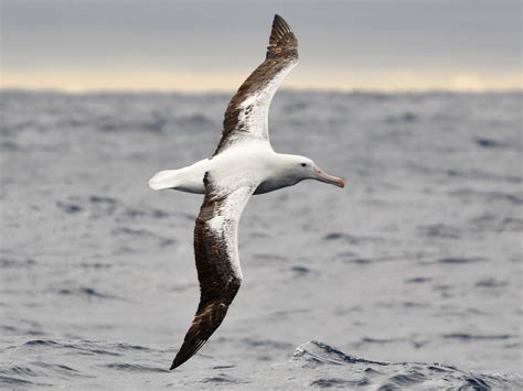 albatross sea bird    years  landing documentarytube