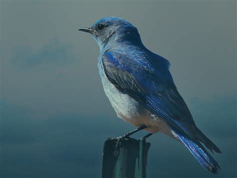 mountain bluebird  state bird  nevada