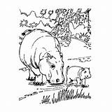 Nijlpaarden Kleurplaat sketch template