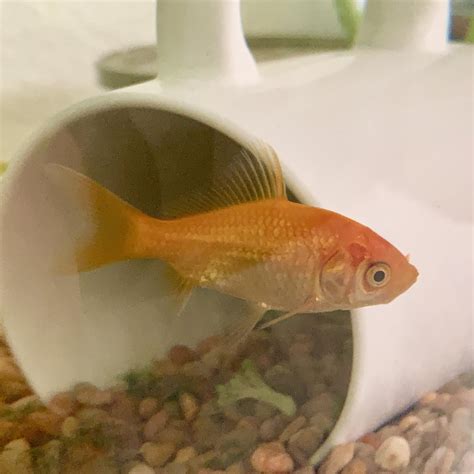 male  female common goldfish aquariums