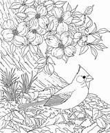 Cardinal Dogwood Coloring Flower Pages Bird Carolina North Red Blossom Birds Printable Drawing Cherry Tree Flowers State Adult Color Blossoms sketch template