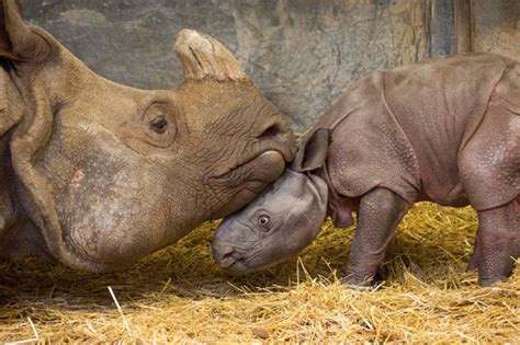 baby rhino  latest sensation   toronto zoo