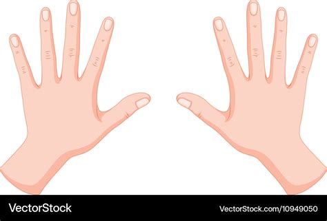 human hands left   royalty  vector image