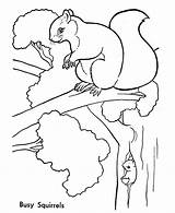 Squirrel Coloring Pages Squirrels Trees Kids Animals Animal Tree Wild Lives Printable Colouring Sheets Color Quilt Print Coloringbay Sheet Draw sketch template