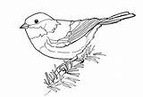 Chickadee Chickadees Cliparts Capped Coloringbay Bestcoloringpagesforkids Ant Mouse sketch template