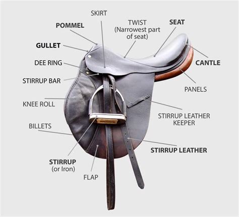 buy  fit  horses saddle horse factbook