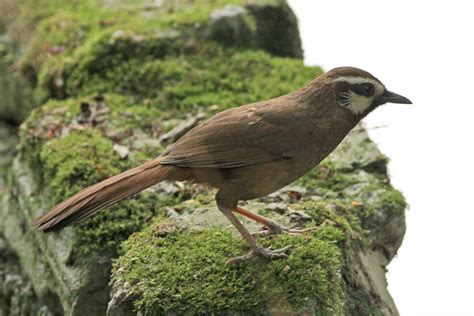 white browed laughingthrush pterorhinus sannio