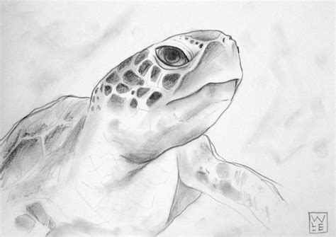 sea turtle art images  pinterest turtles figurative art