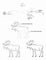 Moose Drawing Step Draw Drawings Sketch Lesson Antler Reference Getdrawings Antlers Paintingvalley Learn Mooses Exploringnature Animal Choose Board Citing sketch template