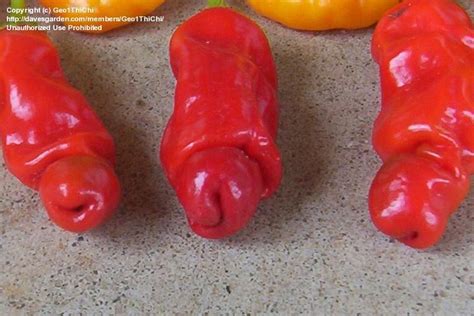 funny and weird fruit vege shape ~chicken soul for the