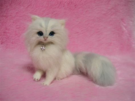 silver chinchilla persian kitten biological science picture directory pulpbitsnet