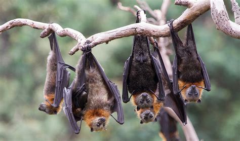 flying fox foreplay takes  spiderman kiss     level australian geographic