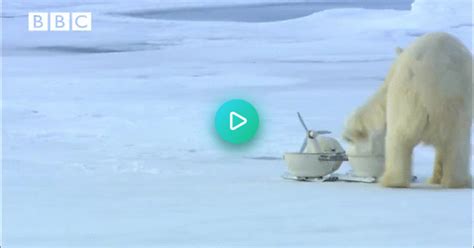 polar bear vs spy cam on imgur