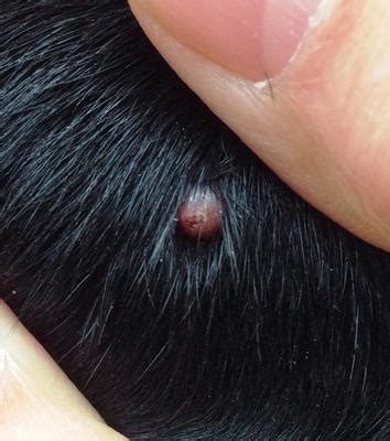 small red wart  growth  dogs eye