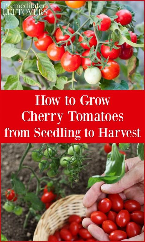 grow cherry tomatoes  seedling  harvest   garden