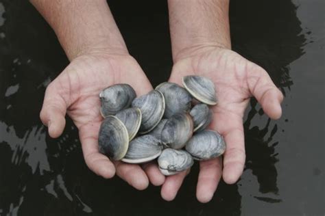 species  invasive clam   illinois river nature world news