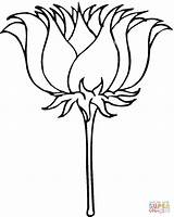 Lotus Coloring Outline Flower Pages Colouring Clipart Drawing Cliparts Clip Step Outlines Draw Easy Line Blossom Rose Printable Library Gif sketch template