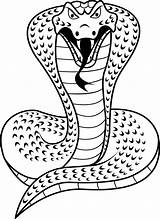 Cobras Snake Calendarios ótima Montagem Arquivo Encontra Compactado Resolução sketch template
