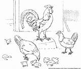 Chicks Hens Rooster Color Coloring Rocks Picket Barnyard Fence Pen Eat Description Time sketch template
