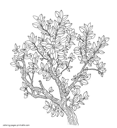 trees  flowers coloring pages  adults coloring pages printablecom