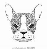Bulldog French Coloring Vector Dog Zentangle Tattoo Shirt Poster Illustration Stylized Artwork Shutterstock Illustrations Search sketch template