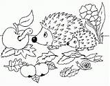 Egel Herfst Dieren Egels Egeltjes Eekhoorn Kleuren Eenvoudige Volwassenen Hedgehogs Kiezen Pinerly sketch template