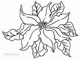 Poinsettia Coloring Pages Outline Drawing Print Printable Cool2bkids Drawings Kids Sheet Paintingvalley sketch template
