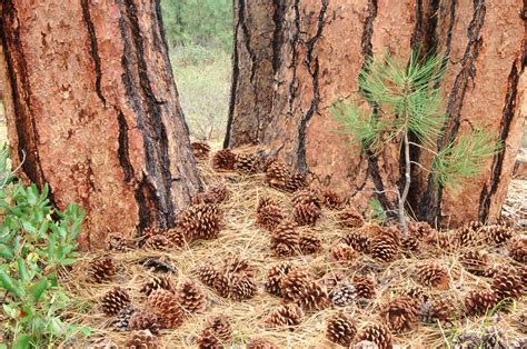 pine cone grow   tree